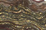 Polished Tiger Iron Stromatolite Slab - Billion Years #222946-1